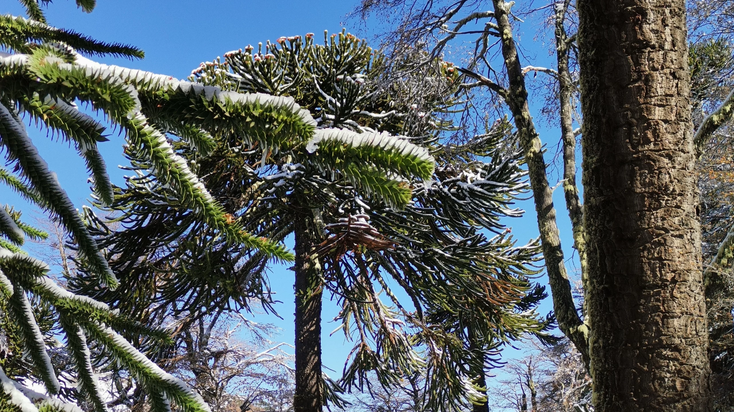 Araucaria con nieve