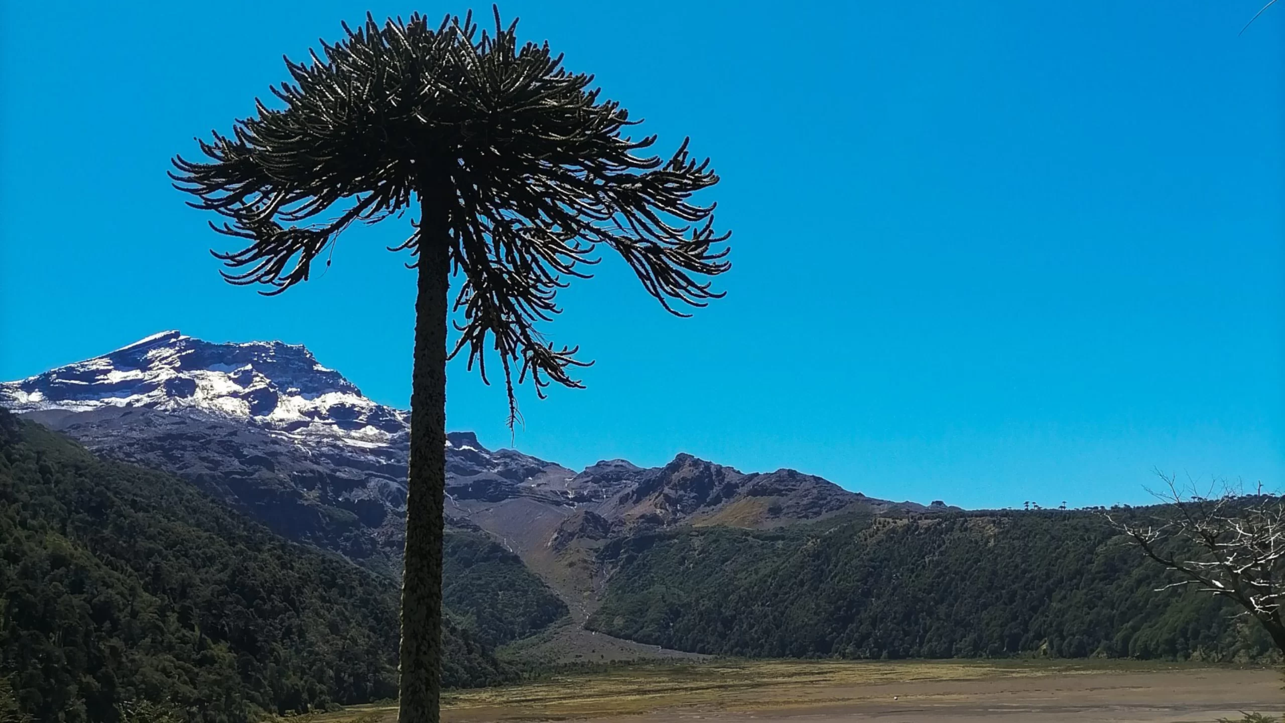 Volcán Tolhuaca